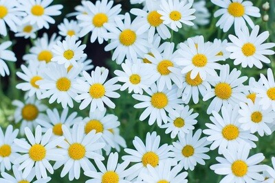 Multiple Flowers