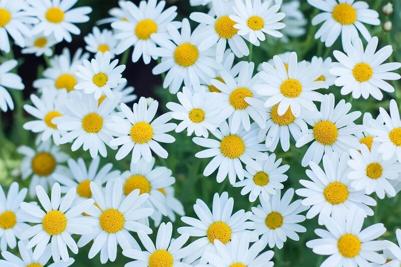 Multiple Flowers