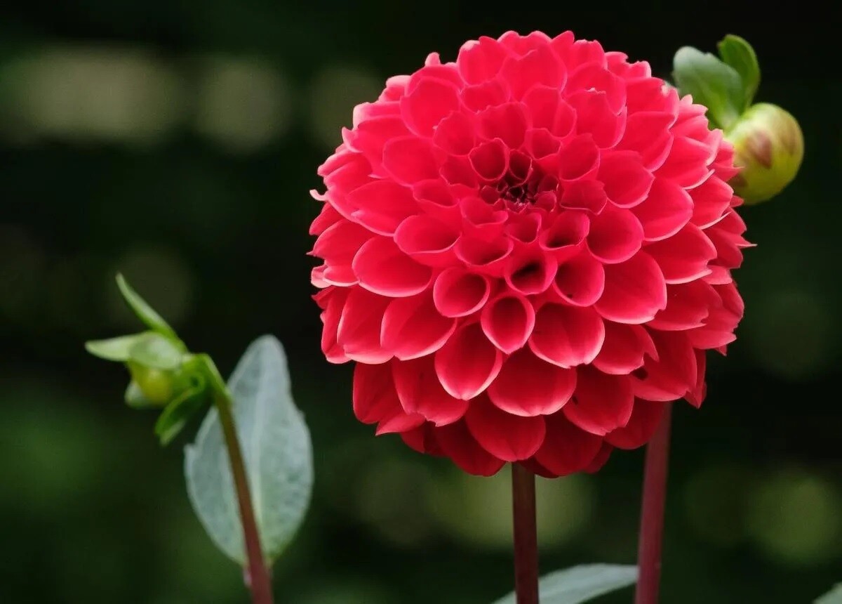Dahlia
