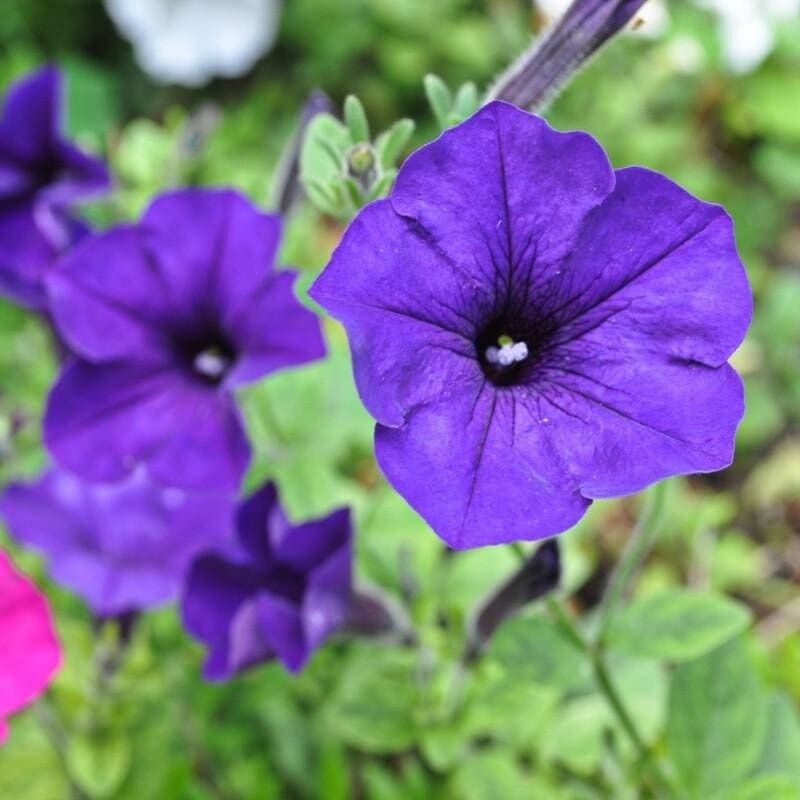 Petunia