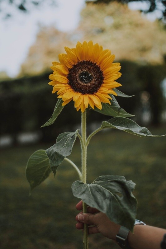 Singular Flower