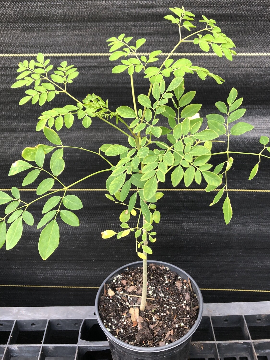 Moringa Tree ~ Moringa oleifera ~ Live Starter Plant 363956