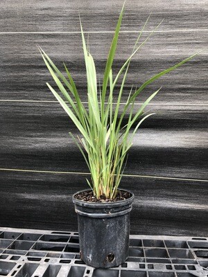 Grass -  Fakahatchee (Tripsacum dactyloides) 1G