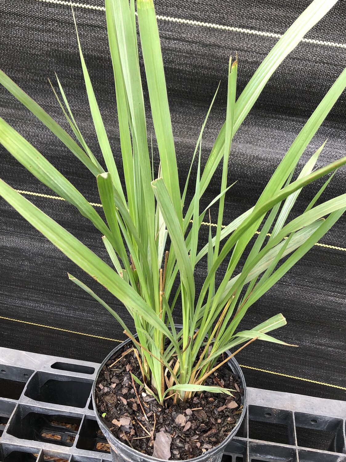 Grass -  Fakahatchee (Tripsacum dactyloides) 1G