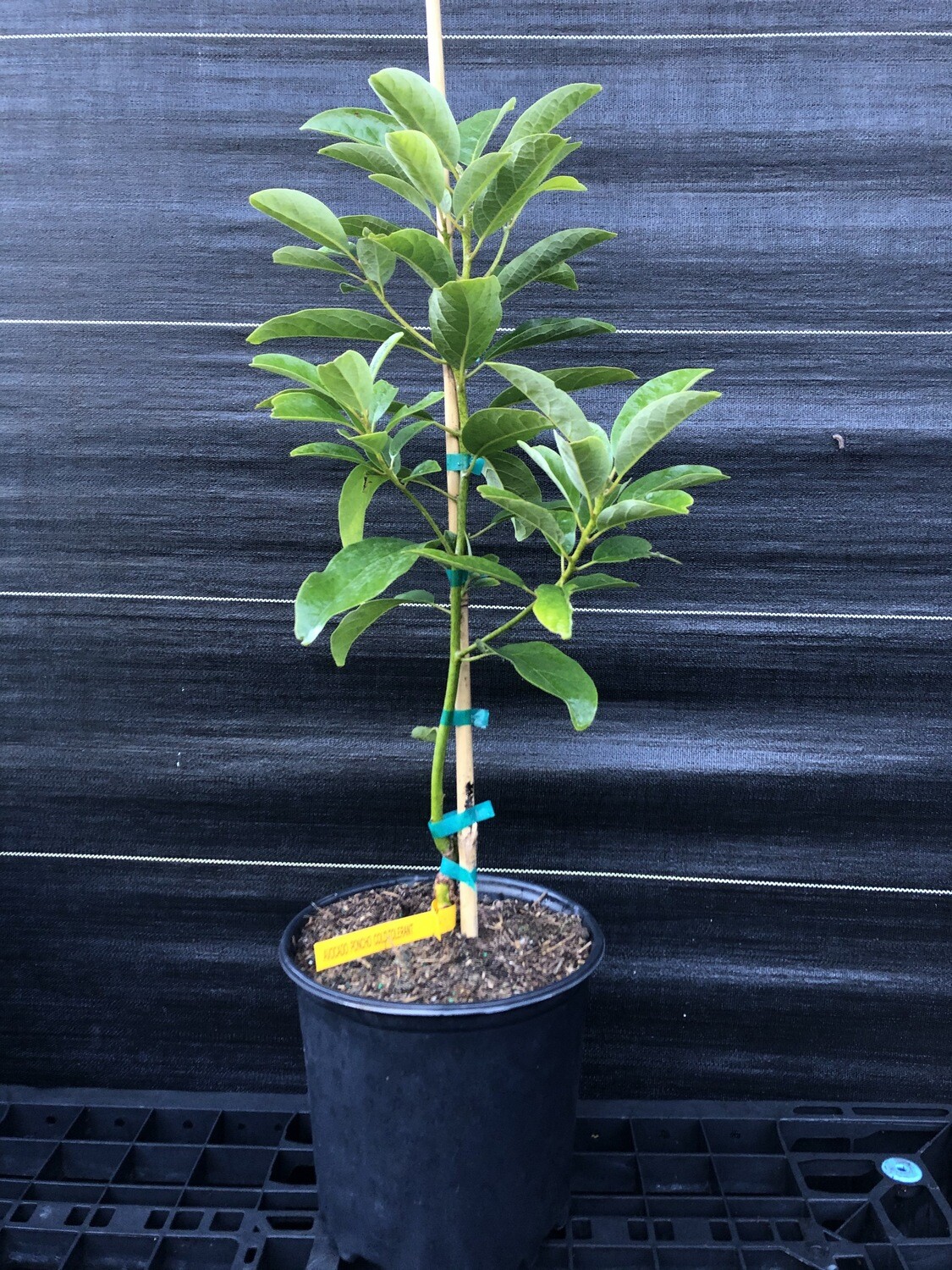 Avocado- Poncho (Persea americana) 3 gal Avocado- Poncho (Persea americana) 3 gal