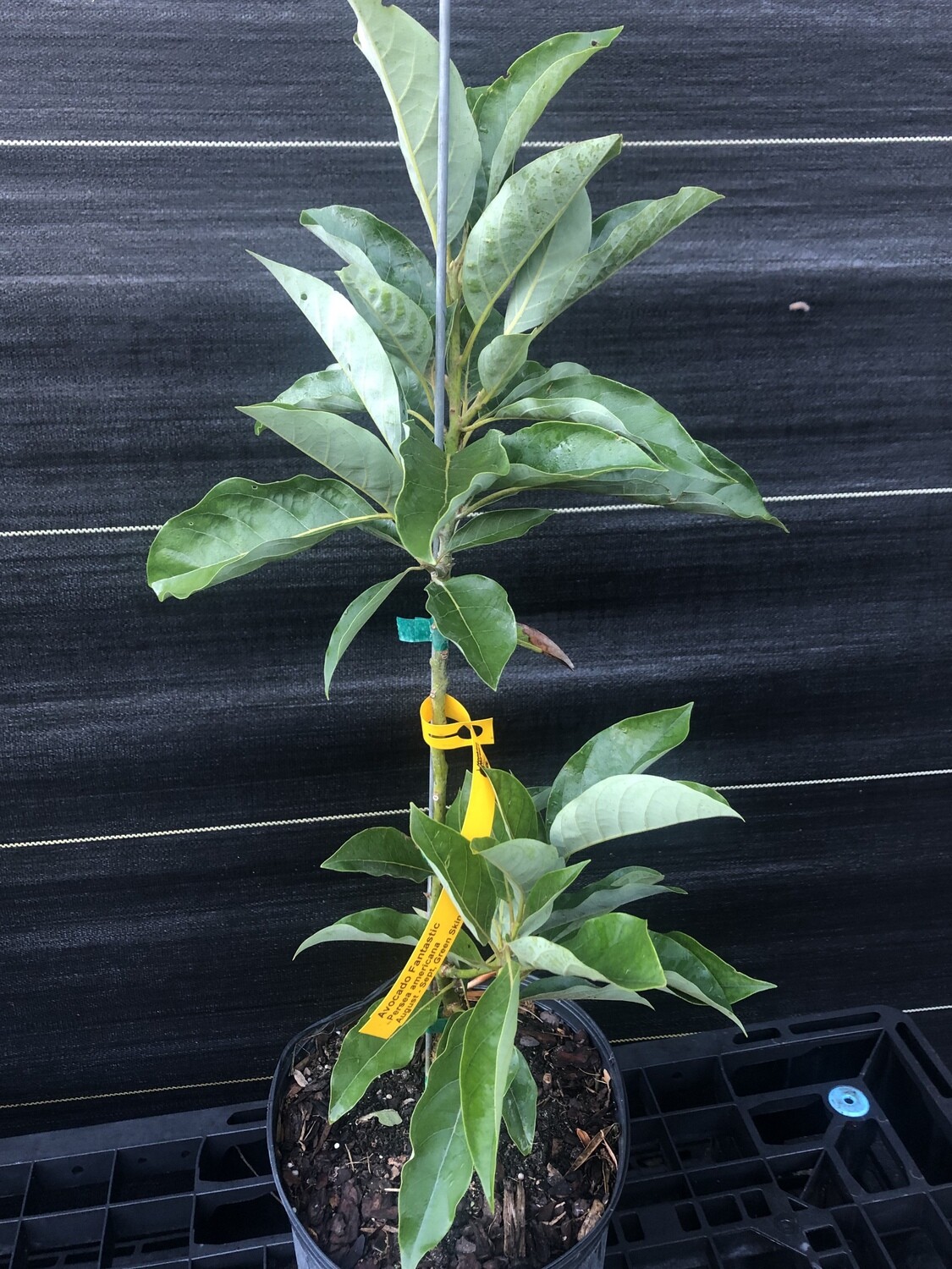 Avocado - &#39;Fantastic&#39;, Persea americana - 3G