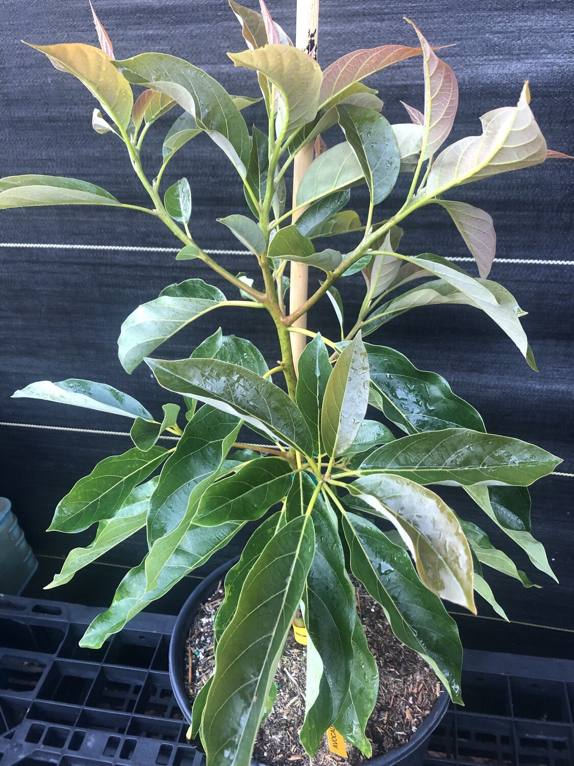 Avocado - 'Brogdon', Persea americana - 3G