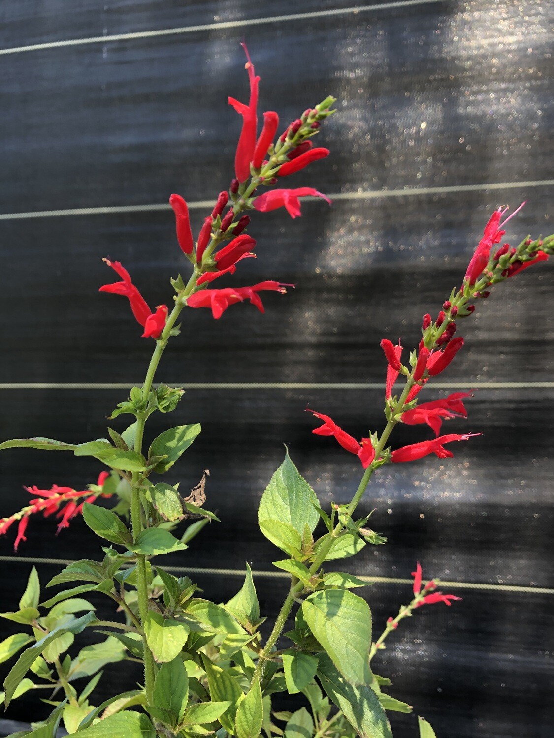 Salvia - Pineapple/Tropical Sage, Red (Salvia elegans) 4"
