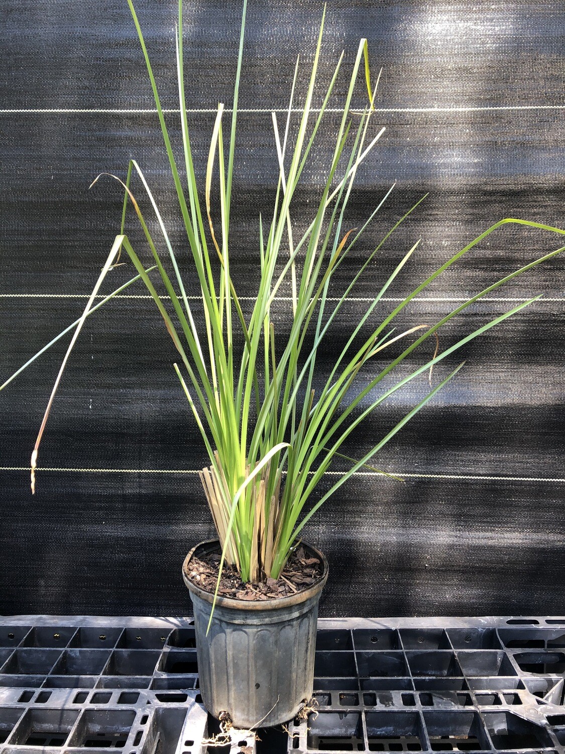 Plaske styrte trængsler Grass - Vetiver (Chrysopogon zizanioides) 1G