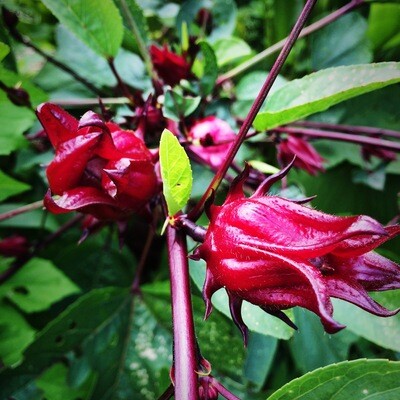 Hibiscus - Roselle SEEDS (Hibiscus sabdariffa)