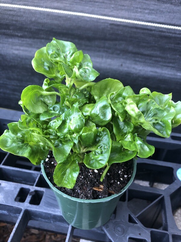 Spinach - Sissoo (Alternanthera sissoo) 4&quot;