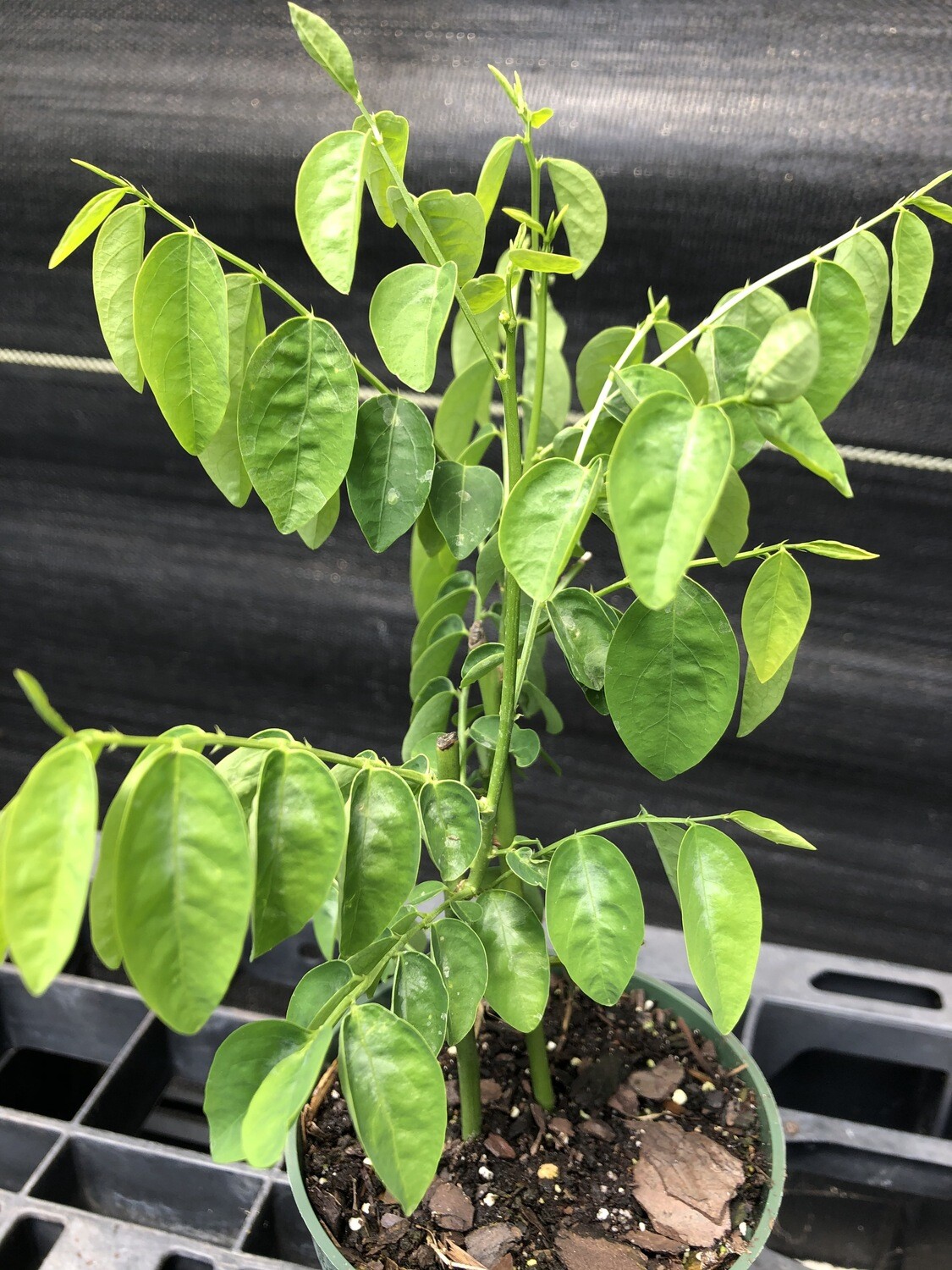 Katuk - Green (Sauropus androgynus) 4"