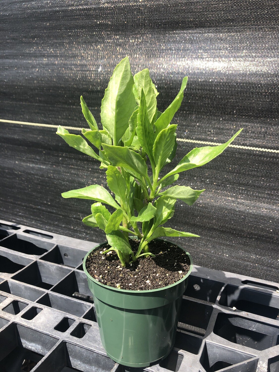 Spinach - Longevity B2G1 (Gynura procumbens) - 3 Plants!