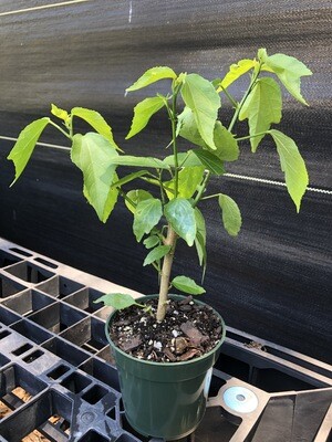 Hibiscus - Turk's Cap, Pink (Malvaviscus penduliflorus) Edible flower 4"