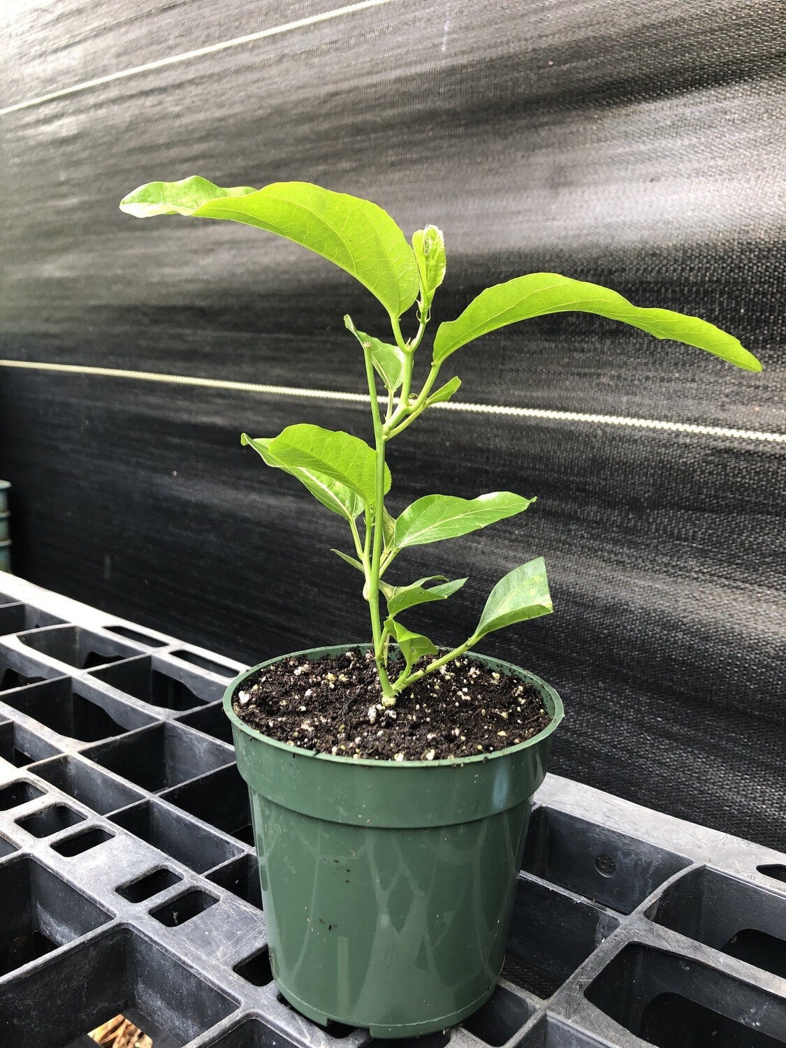 Passionfruit, &#39;Purple Possom&#39; (Passiflora edulis) 4&quot;