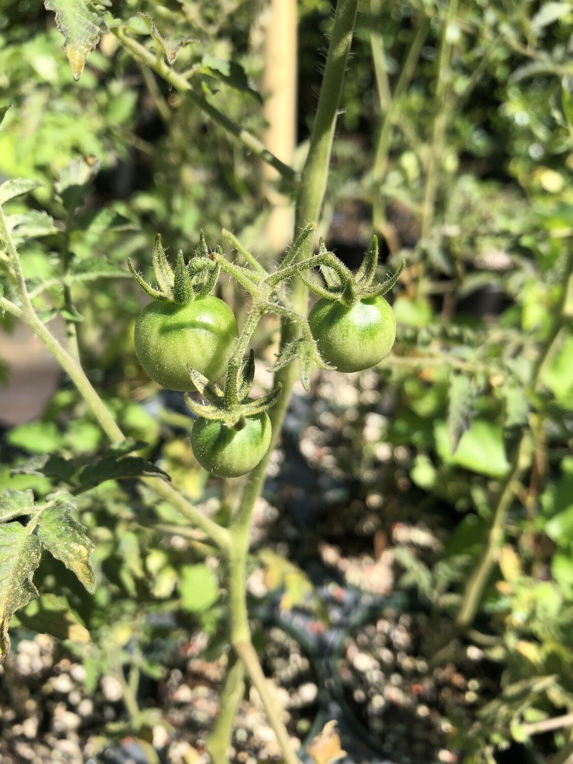 Everglades Tomato (Solanum lycopersicum) Everglades Tomato (Solanum lycopersicum)