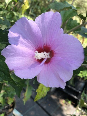 Hibiscus - Rose of Sharon (Hibiscus syriacus) 4"