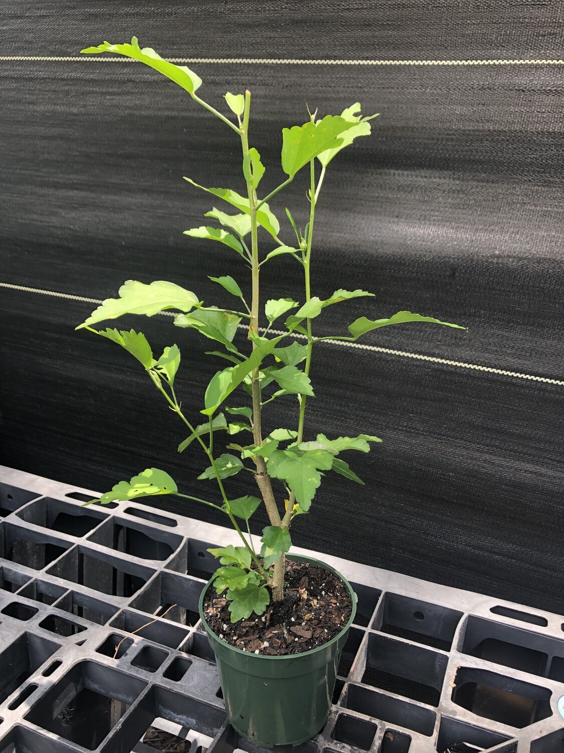 Hibiscus - Rose of Sharon (Hibiscus syriacus) 4&quot;