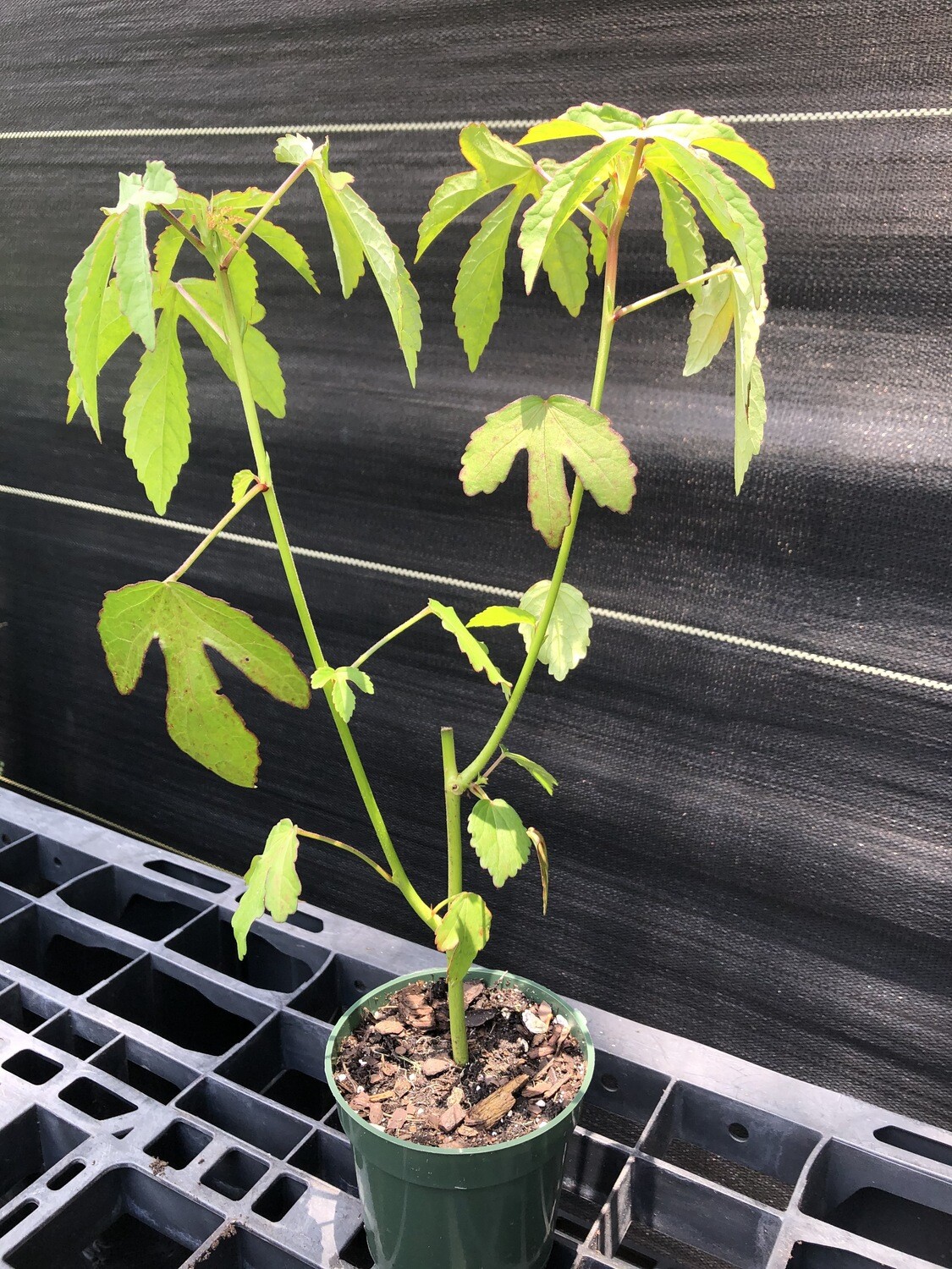 Hibiscus- Kenaf (Hibiscus cannabinus) Hibiscus- Kenaf (Hibiscus cannabinus)