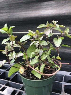 Mint - Chocolate (Mentha × piperita) 4" Mint - Chocolate (Mentha × piperita) 4"