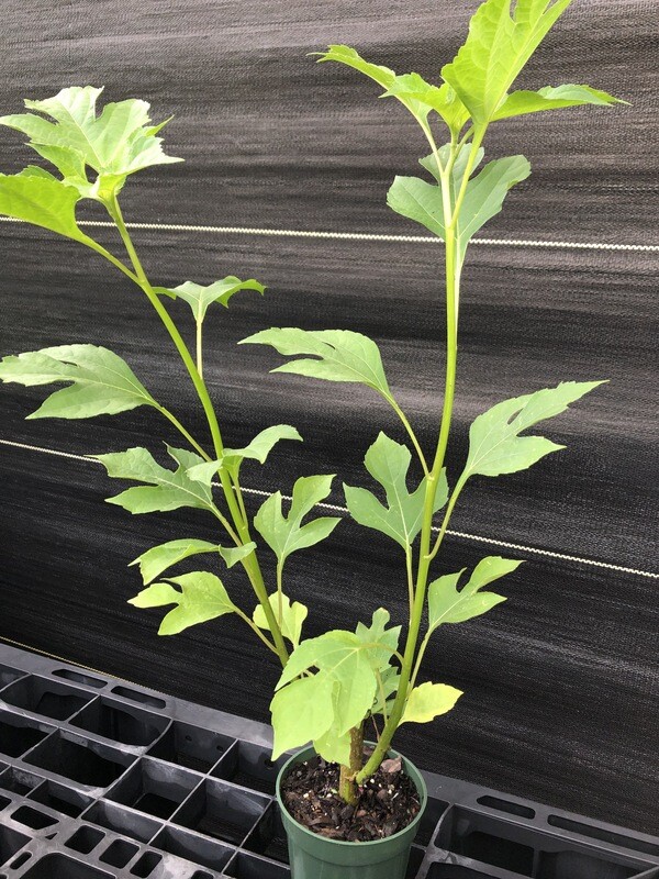 Mexican Sunflower (Tithonia diversifolia) 4"