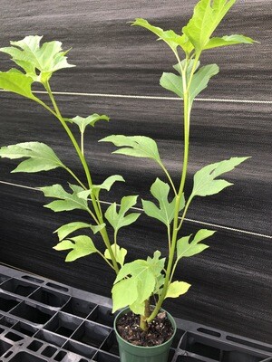 Mexican Sunflower (Tithonia diversifolia) 4"