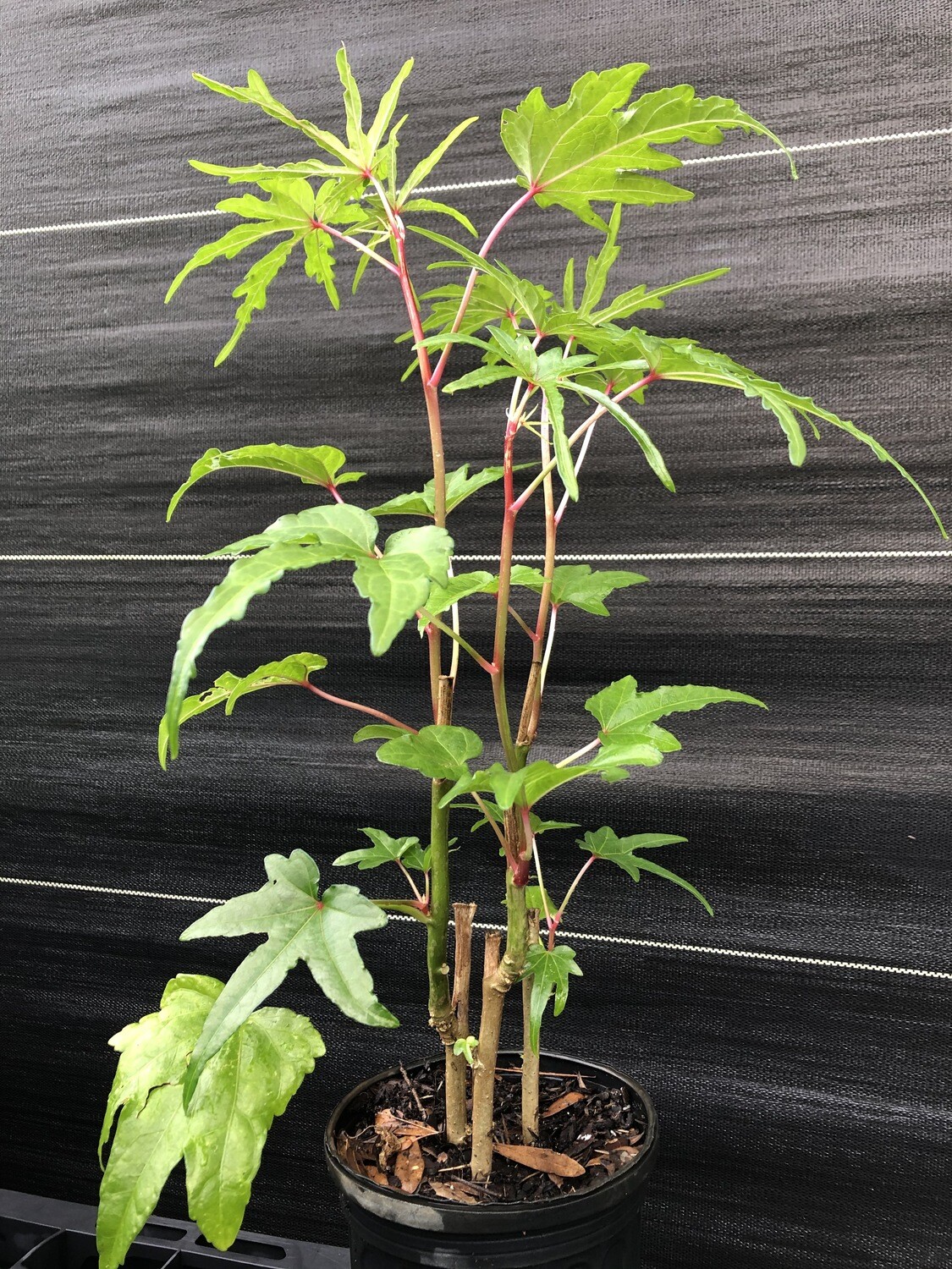 Chief Kubo's Pride (Abelmoschus manihot) Chief Kubo's Pride (Abelmoschus manihot)