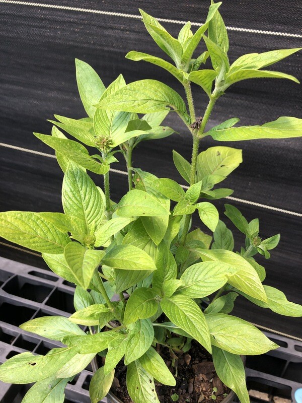 Penta - Red (Pentas lanceolata) 4"