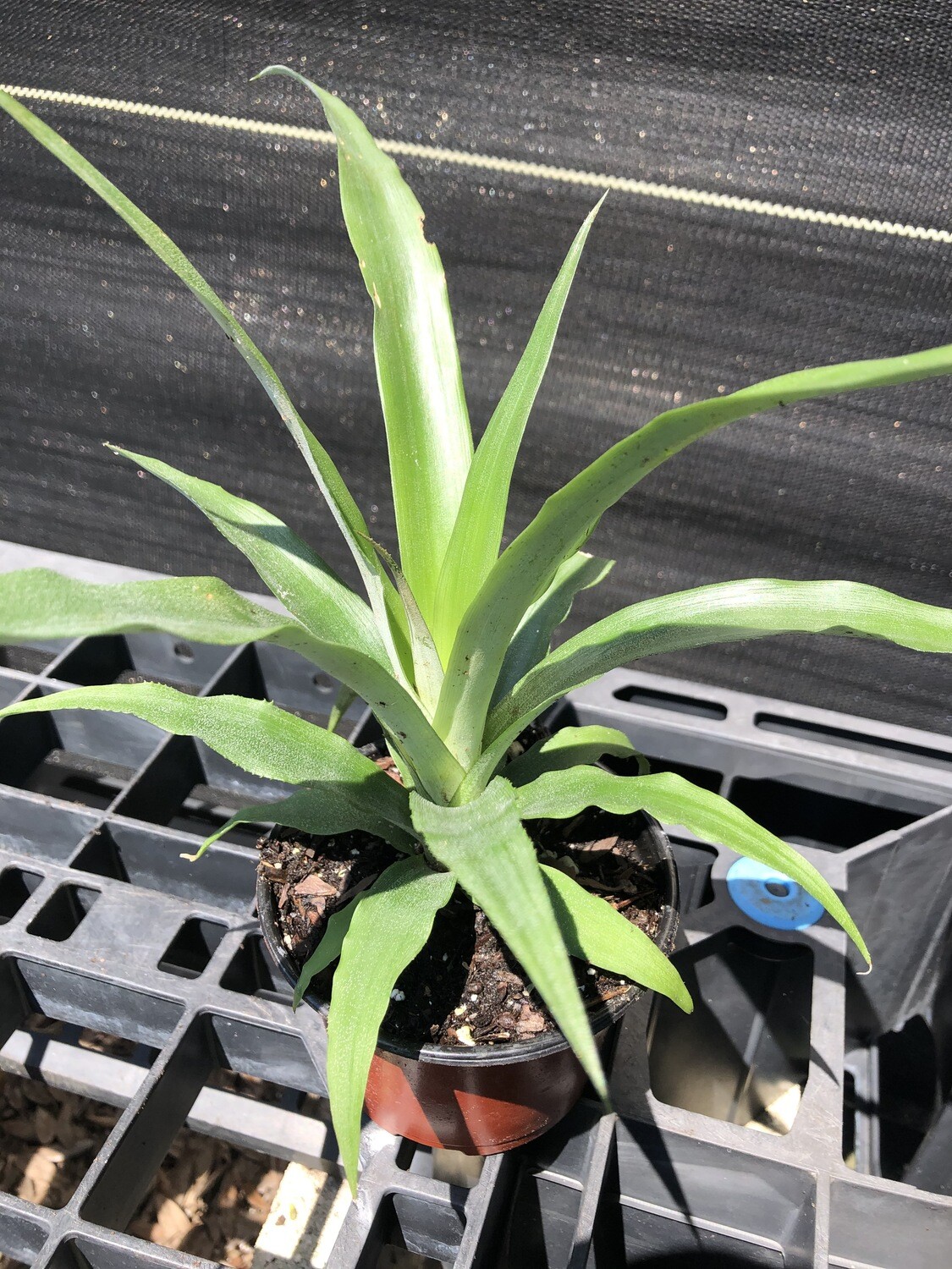Pineapple - Florida Elite Gold (Ananas comosus) 4&quot;