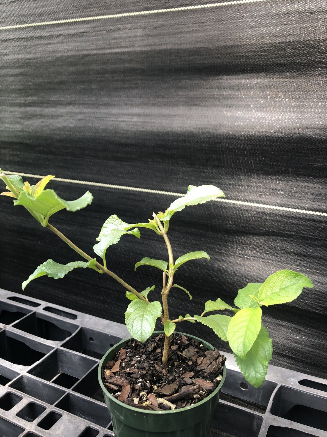Dwarf Sweet Almond (Aloysia virgata) Dwarf Sweet Almond (Aloysia virgata)