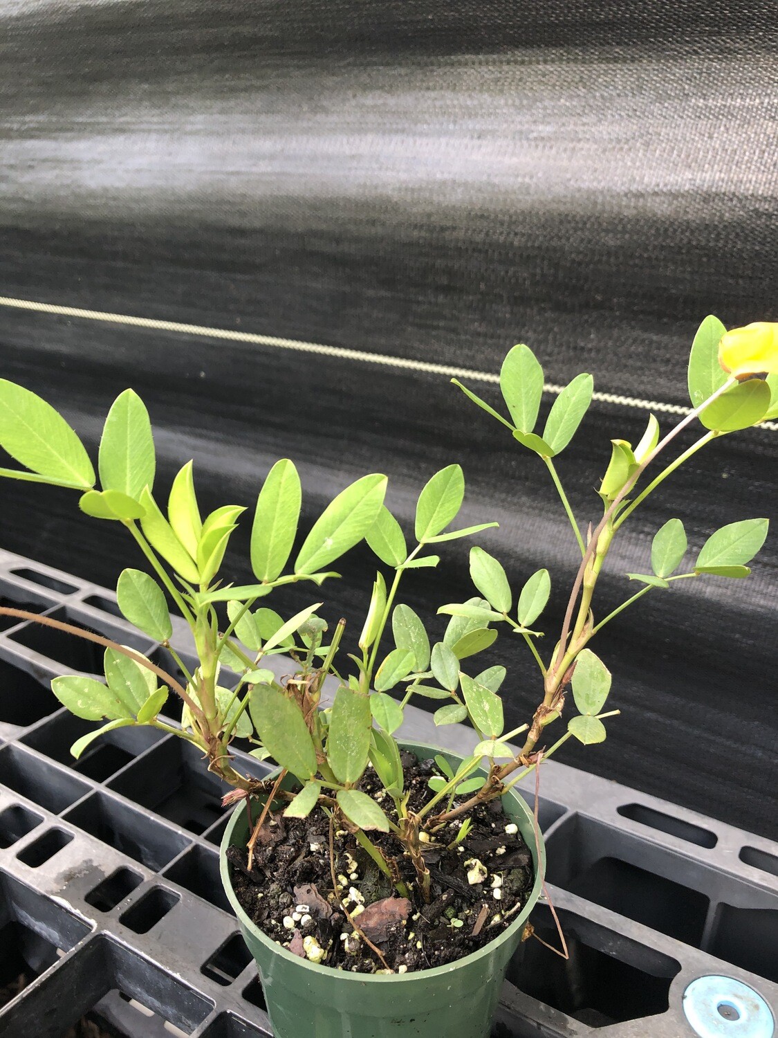 Guava: Cattley/Lemon Guava Tree (Psidium guajava) Guava: Cattley/Lemon Guava Tree (Psidium guajava)