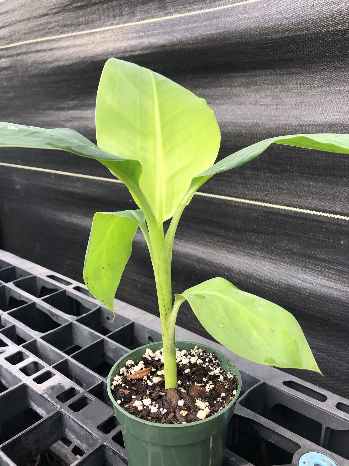 Banana Veinte Cohol (Musa acuminata) Banana Veinte Cohol (Musa acuminata)