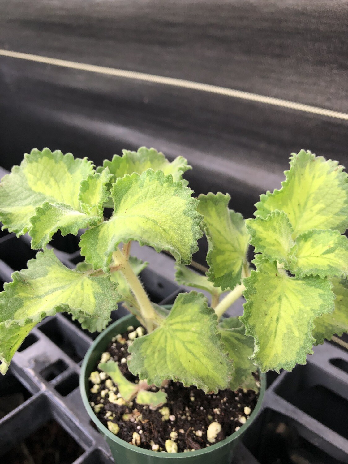 Cuban Oregano, Variegated (Plectranthus Amboinicus) Cuban Oregano, Variegated (Plectranthus Amboinicus)
