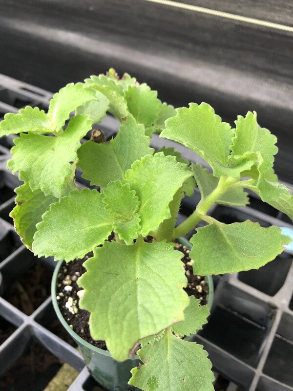 Oregano - Cuban (Plectranthus amboinicus) 4" Oregano - Cuban (Plectranthus amboinicus) 4"