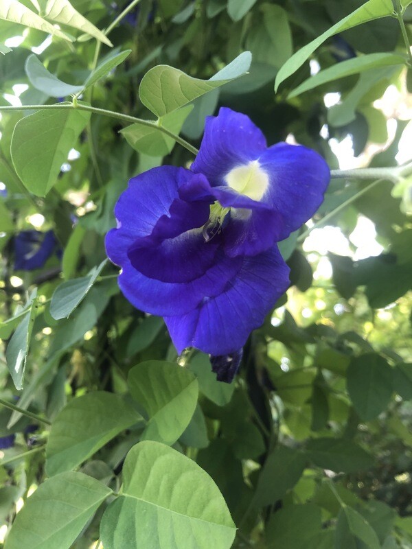 Butterfly Pea (Clitoria ternateas) 4" Butterfly Pea (Clitoria ternateas) 4"