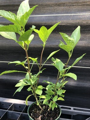 Basil - Thai (Ocimum Basilicum var. Thysiflora)
