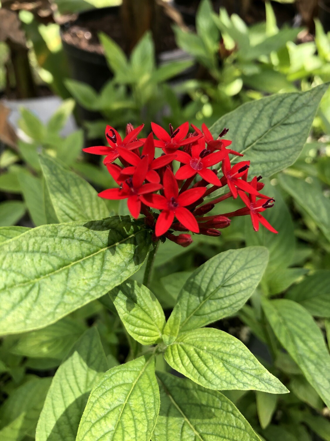 Penta - Red (Pentas lanceolata) 4&quot;
