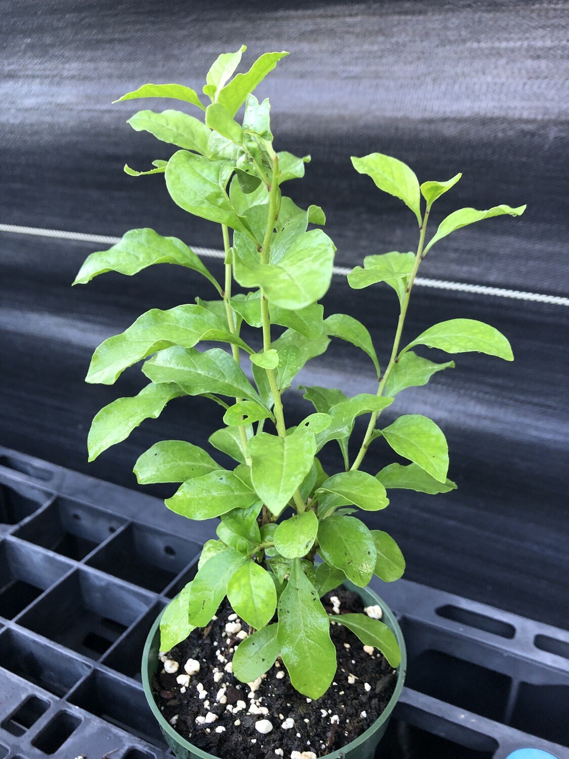 Goji Berry, Wolf Berry (Lyceum Barbarum) Goji Berry, Wolf Berry (Lyceum Barbarum)