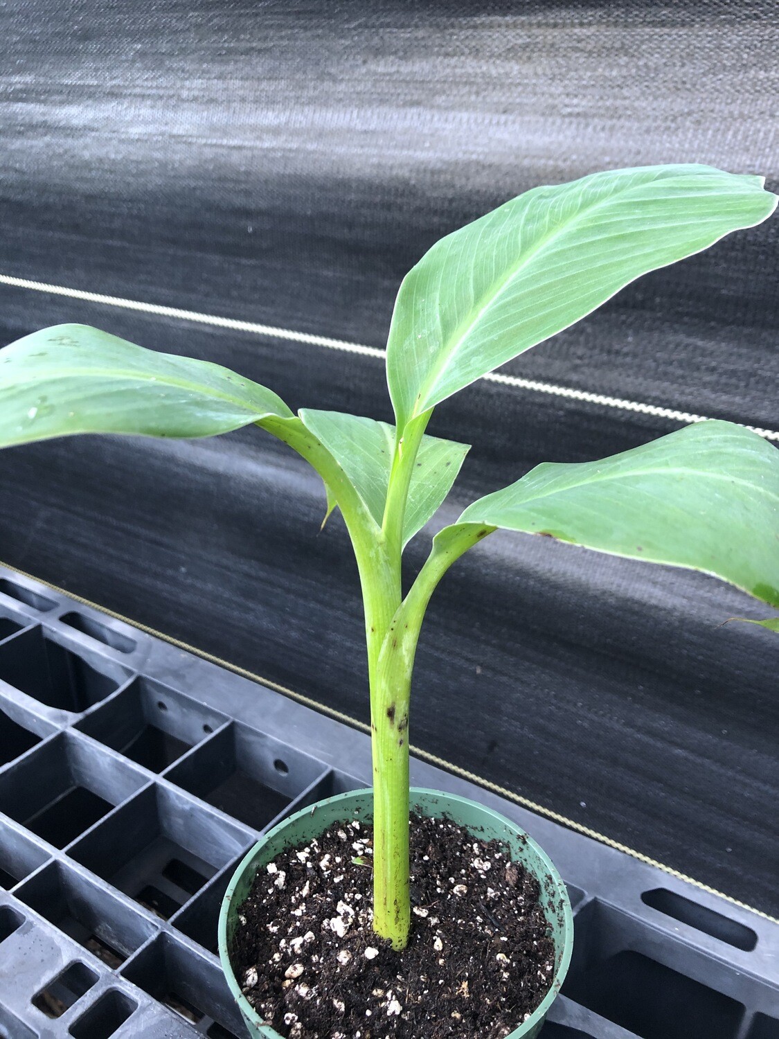 Banana Dwarf Orinoco (Musa acuminata) Banana Dwarf Orinoco (Musa acuminata)