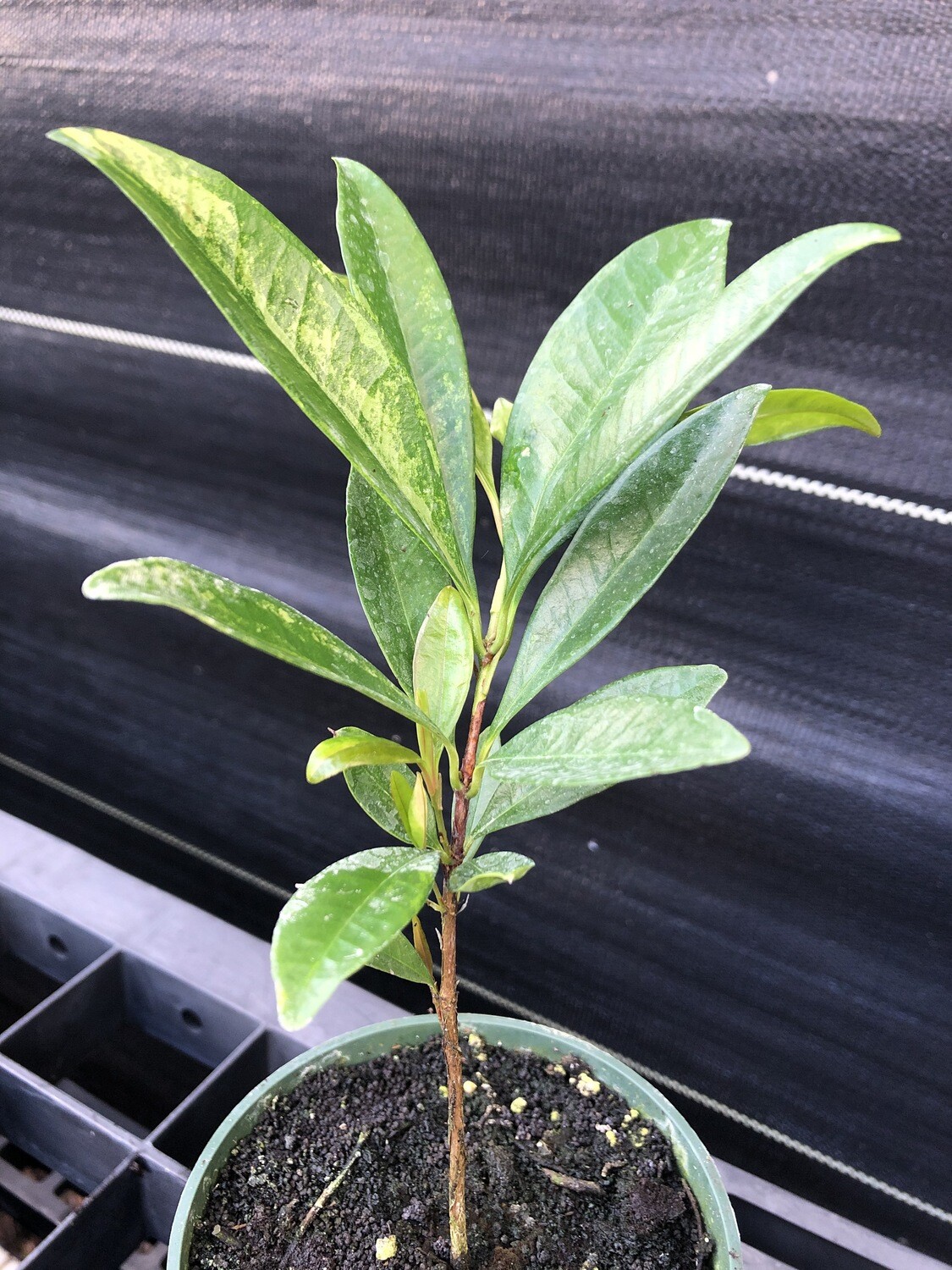 Grumichama (Eugenia brasiliensis) Grumichama (Eugenia brasiliensis)