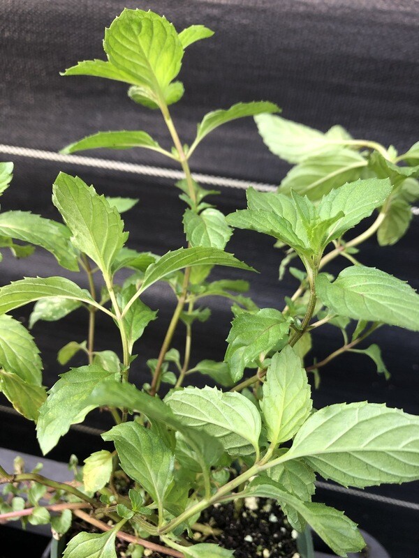 Mint - Spearmint (Mentha spicata) 4"