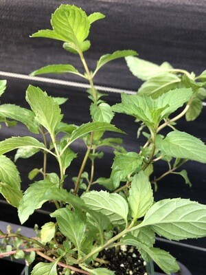 Mint - Spearmint (Mentha spicata)