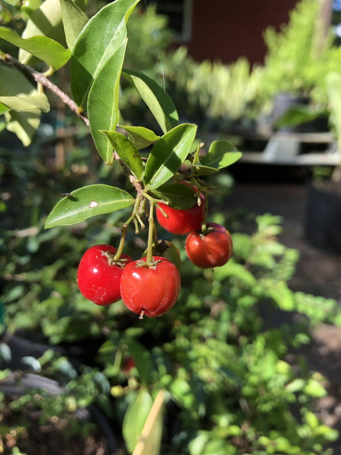 Barbados Cherry, Dwarf Plant (Malpighia glabra &#39;Nana&#39;) 3G