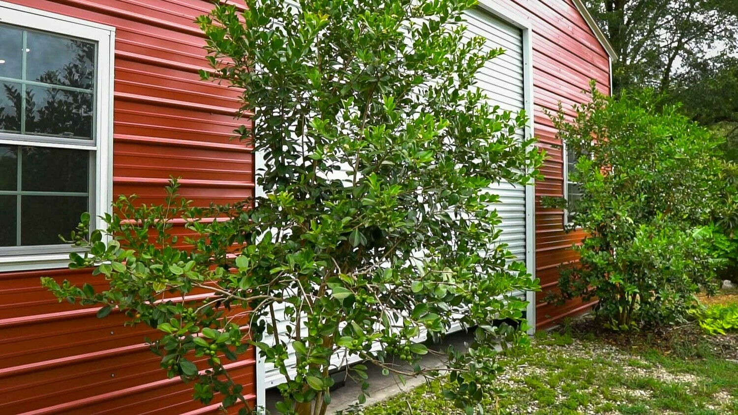 Guava - Lemon Cattley (Psidium cattleyanum) 4&quot;