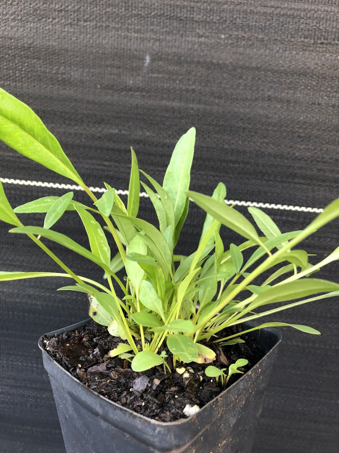 Coreopsis / Tickseed (Coreopsis leavenworthii) 4&quot;