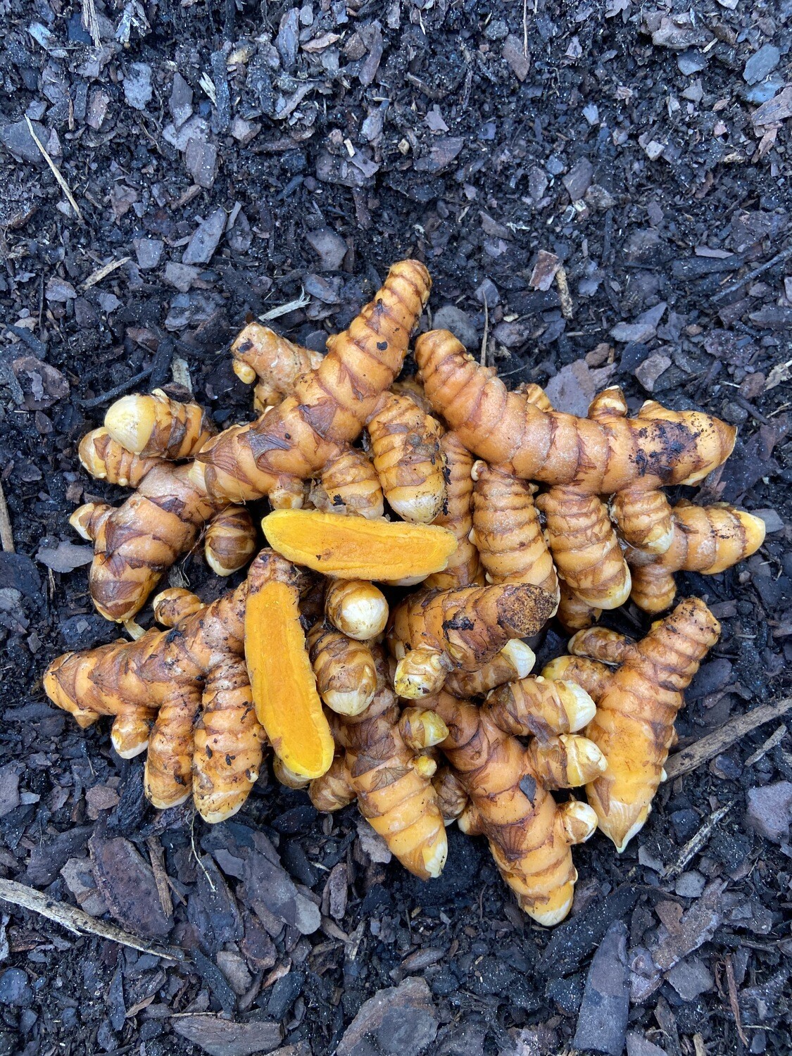 Turmeric Orange ROOTS (Curcuma longa)