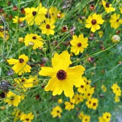 Coreopsis (Coreopsis leavenworthii) 4"