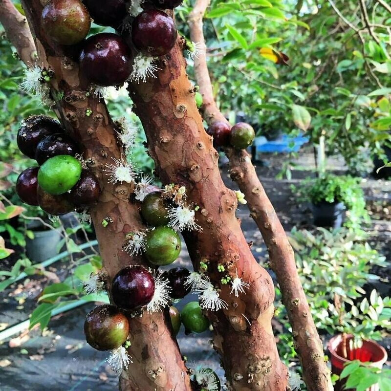 Jaboticaba Tree - Sabara (Plinia cauliflora) 4&quot;