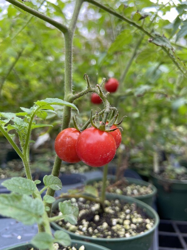 Tomato - Everglades (Solanum lycopersicum) 4" Tomato - Everglades (Solanum lycopersicum) 4"