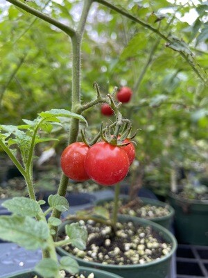 Tomato - Everglades (Solanum lycopersicum) 4"